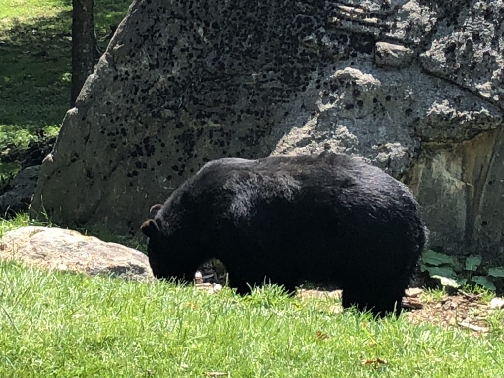Black bear at Grandfather Mountain.