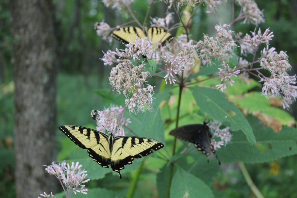 Yellow Swallowtails are abundant on Shenandoah hiking trails.