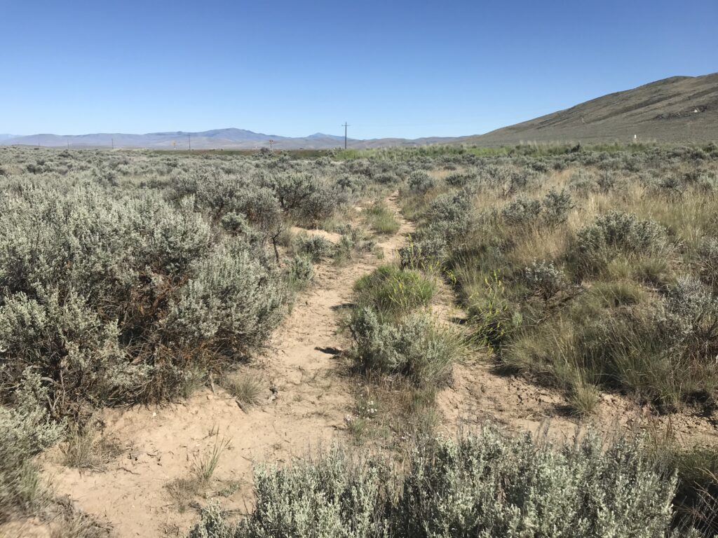 Oregon Trail Wagon Ruts