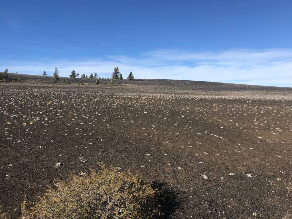Field of Dwarf Buckwheat