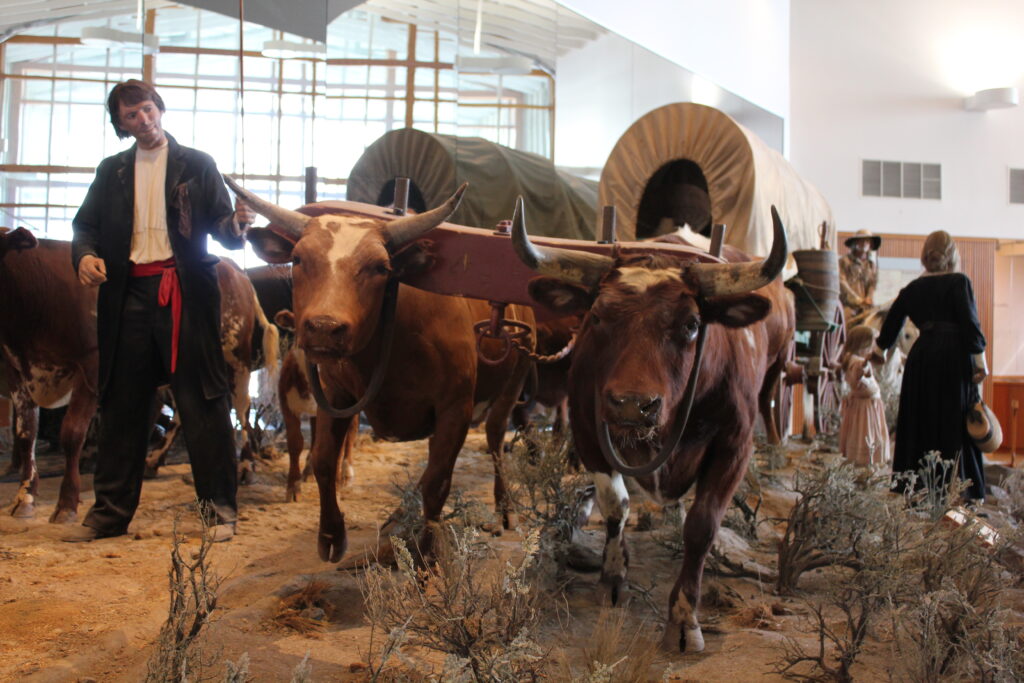 Oxen on the Oregon Trail