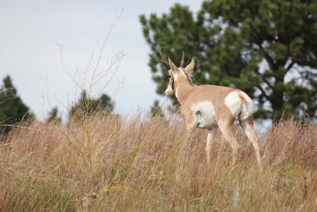 Rear view of pronghorn at Wind Cave National Park