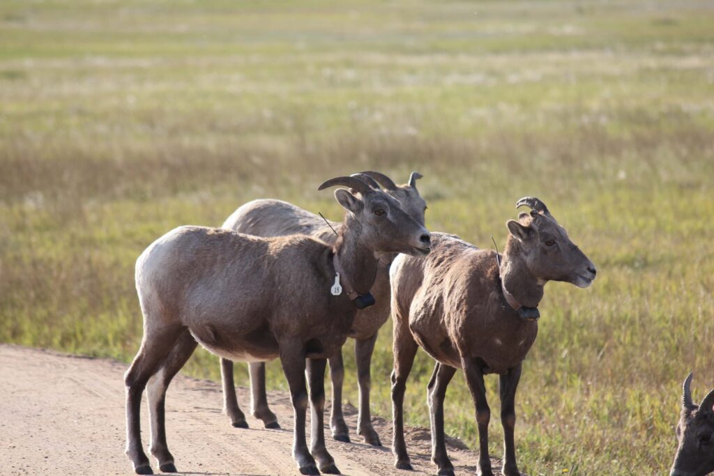 Bighorn sheep at Badlands National Park