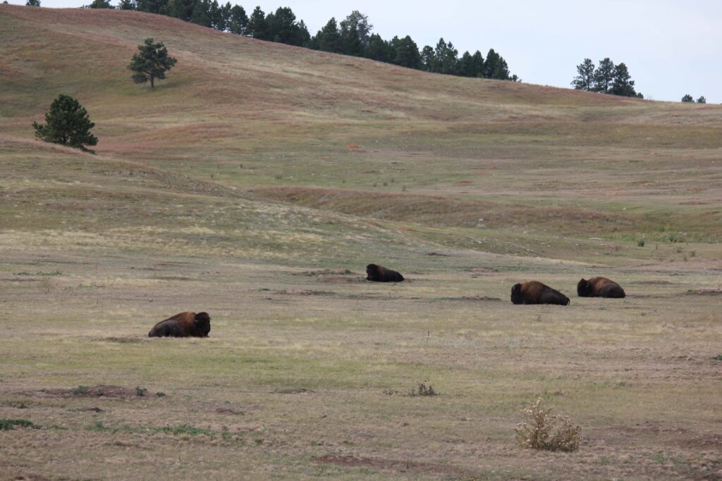 Bison herd at Wind Cave National Park