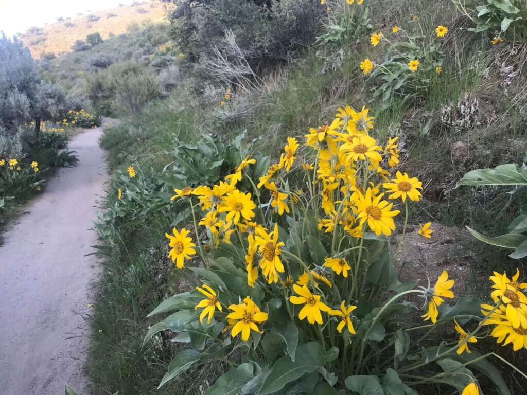 Yellow flowers along the trail at Seaman's Gulch