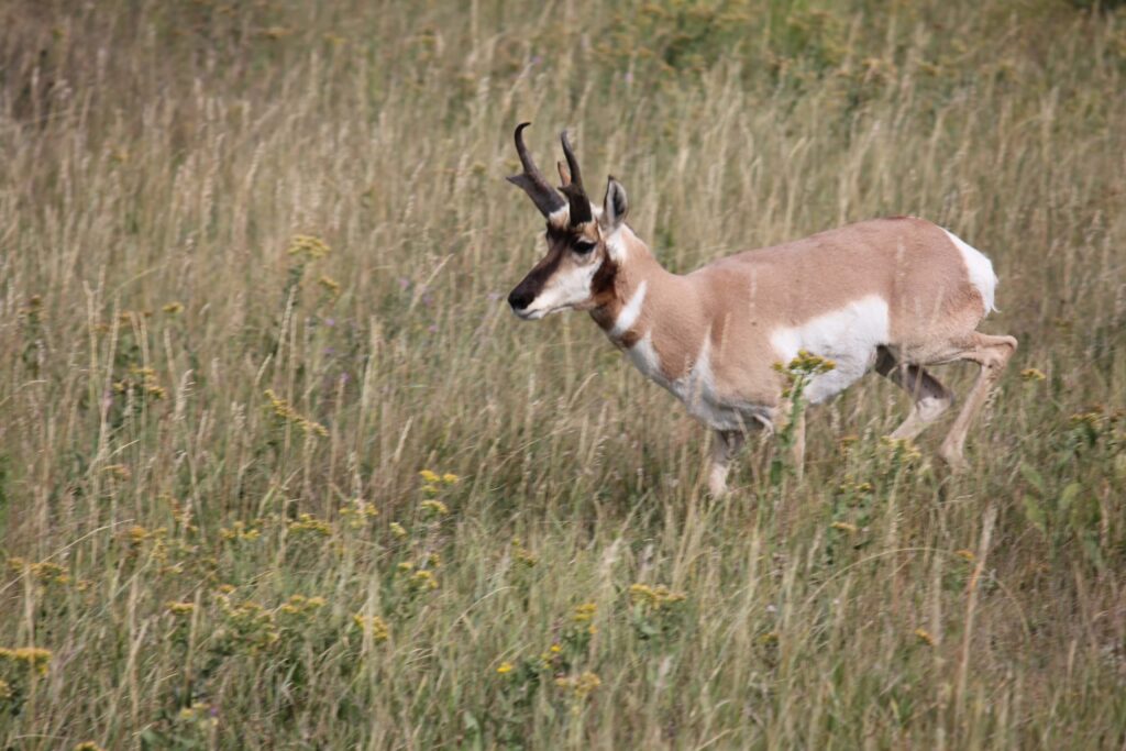 Front view of Pronghorn