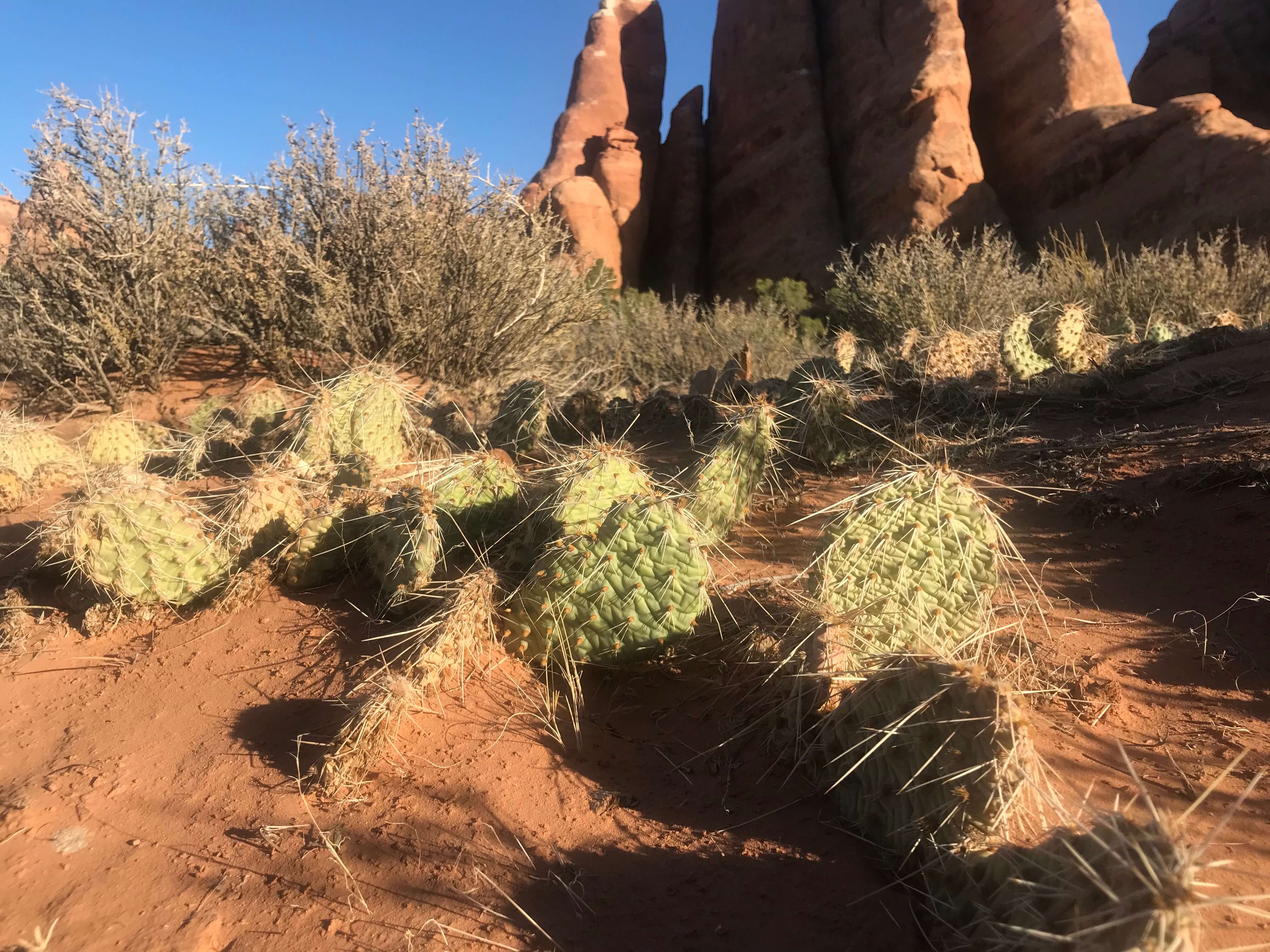 Cacti at Arches